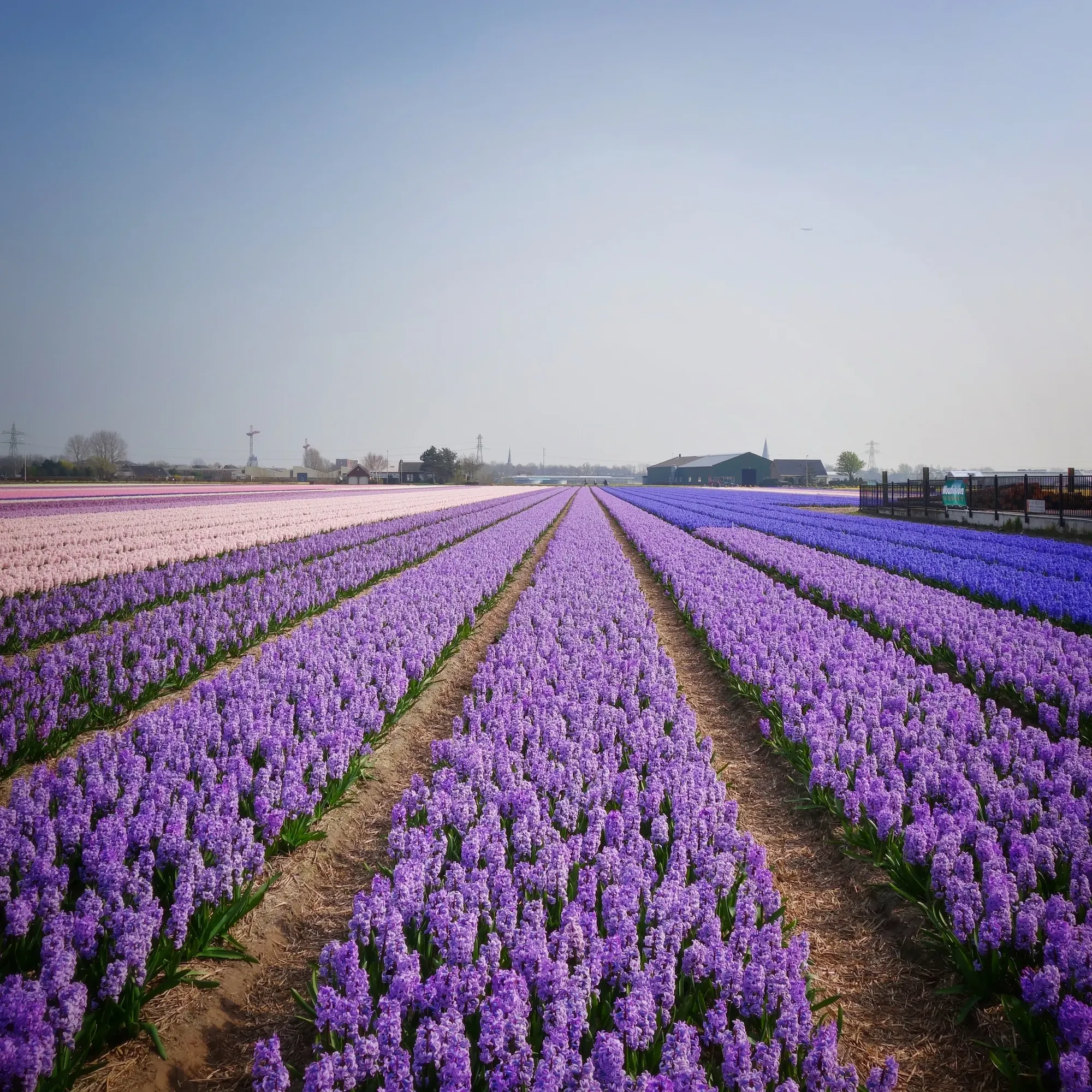  Hyacinth fields, Lisse, Netherlands 