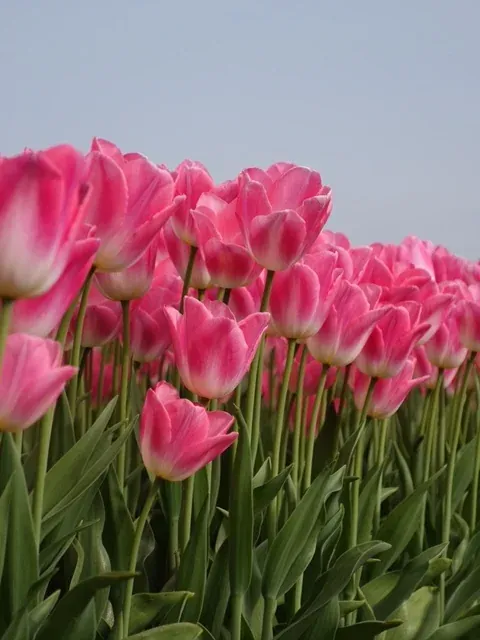  Tulips near Lisse, Netherlands 