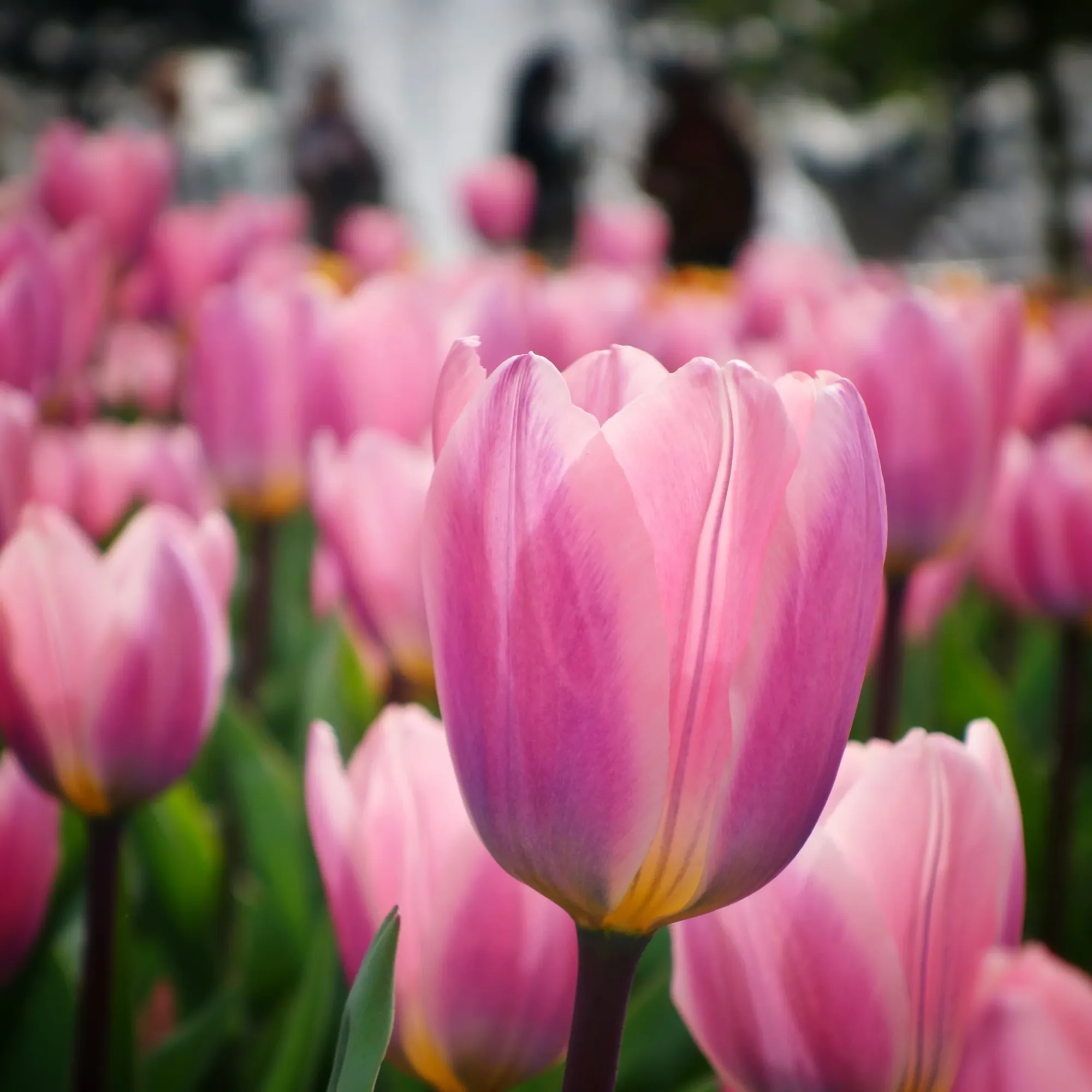  More tulips in Keukenhof 